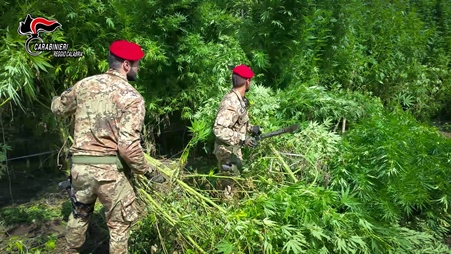 Scoperta piantagione di maijuana a Mammola, 4 le misure cautelari Era con ogni evidenza destinata allo spaccio e a produrre un considerevole quantitativo di stupefacente, con un approssimativo guadagno illecito stimabile in 400.000 euro