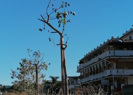 Piantati 90 alberi di Erythrina Falcata sul Viale Don Sturzo a Gioia Tauro Speriamo al piú presto i lavori di trinciatura e ripristino impianto d' Irrigazione!