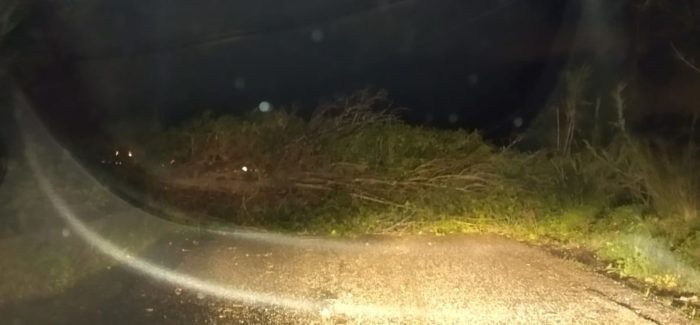 “Pontevecchio” di Palmi, cade un albero in mezzo alla strada. Circolazione in tilt La strada della città Metropolitana in determinate ore del giorno fondamentale per evitare l'eccessivo traffico della SS111 a causa delle attività commerciali 