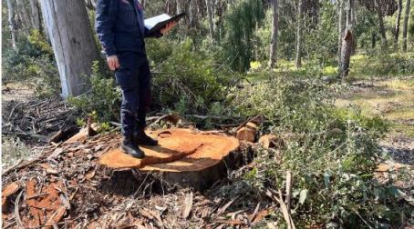 I carabinieri forestali bloccano il taglio abusivo in una pineta, deferiti tre soggetti Il taglioo indiscriminato di queste piante, oltre a deturpare la bellezza del paesaggio, rappresenta un grave danno per gli agricoltori