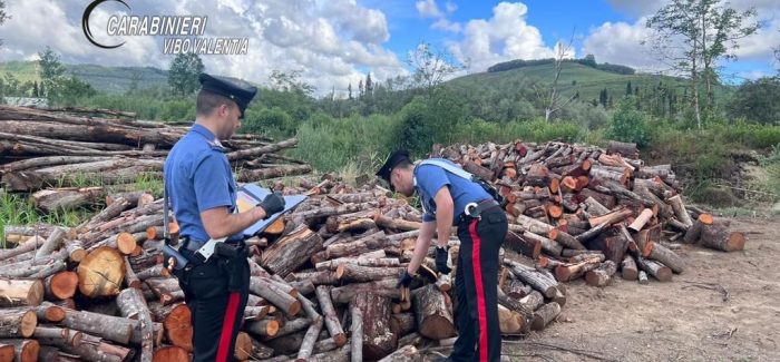 Furto di legname in Calabria, denunciate due persone Un’annosa problematica quella del furto di legna e del taglio abusivo di alberi secolari