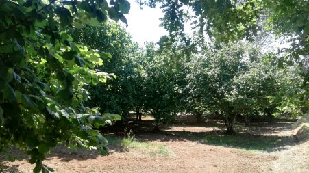 I produttori della Tonda di Calabria bio confidano in una buona raccolta Preoccupazione per le condizioni climatiche