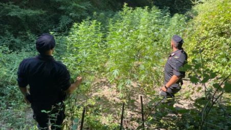 Sequestrate diverse piantagioni di marijuana in Calabria, avrebbero fruttato milioni di euro Rinvenuti anche armi e cartucce nascosti nella vegetazione, indagini in corso