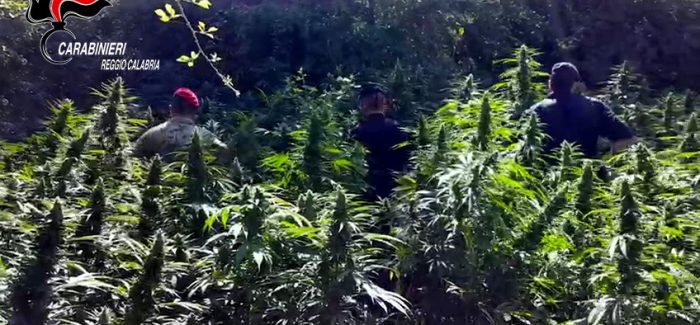 ROCCAFORTE DEL GRECO: RINVENUTA PIANTAGIONE DI MARIJUANA DAI CARABINIERI NEL PARCO NAZIONALE D’ASPROMONTE