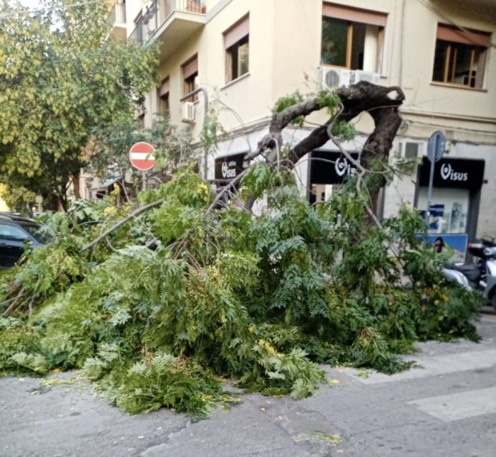 Palermo, cade albero in via XX settembre. Paura ma nessun danno