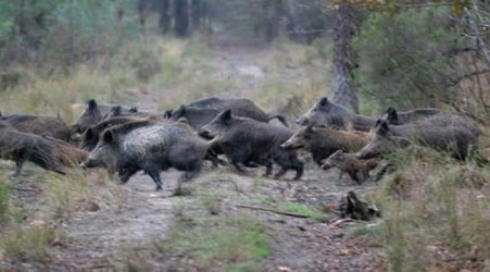 Molinaro (Lega Calabria), “Bene Lollobrigida su questione cinghiali” "Sul contenimento di Cinghiali si deve fare di più e finalmente arrivano dal Governo nuove disposizioni in materia"