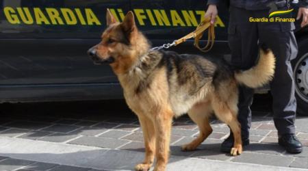 Arrestato un 35enne calabrese, beccato in auto con 5 kg di cocaina La sostanza stupefacente scoperta e sequestrata, una volta immessa nelle piazze di spaccio avrebbe fruttato oltre mezzo milione di euro