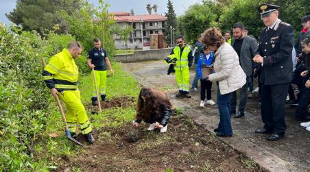 Molochio, l’albero di Falcone mette le radici a scuola Si tratta di una talea ricavata dal Ficus Macrophylla che cresce davanti alla dimora che fu del Giudice Giovanni Falcone a Palermo, divenuto simbolo di legalità e libertà