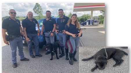 La Polizia di Stato in Calabria salva un cane che rischiava di essere travolto Mentre transitavano sulla SS 280 direzione di marcia Lamezia Terme – Catanzaro, territorio del comune di Lamezia Terme, hanno notato questo meraviglioso cane di razza Corso che attraversava lentamente la strada che era interessata da intenso traffico. Una situazione pericolosa per lo stesso cane e per tutta l’utenza stradale, in quanto rischiava di essere investito