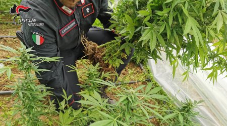 Arrestato un 49enne nel Reggino per la coltivazione di canapa, scoperta una piantagione  Ritenuto responsabile della coltivazione di una piantagione di marijana, composta da circa 100 piante con infiorescenze, di altezza variabile tra i 100 cm e i 180cm