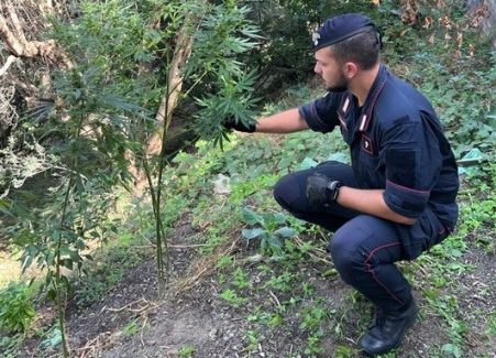 Arrestati nel Reggino tre coltivatori di marijuana Un 64enne e un 45enne del luogo sono stati arrestati dai Carabinieri, poiché ritenuti essere complici nella coltivazione illecita di una piantagione di canapa indica, costituita da circa 30 piante dell’altezza media di 160 cm