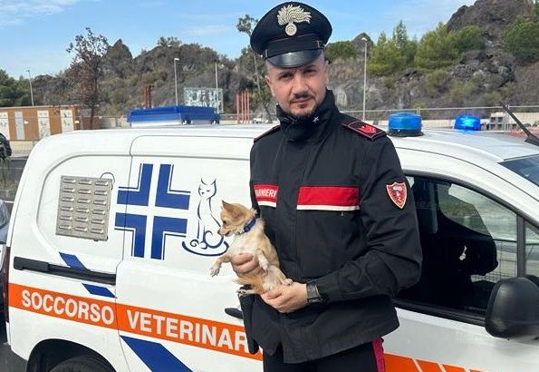 Cagnolino lasciato in auto salvato dai Carabinieri a Catania