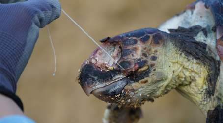 L’ambientalista Sebastian Colnaghi sottolinea l’urgenza di ridurre l’uso della plastica dopo la triste scoperta di una tartaruga marina senza vita Il decesso dell'animale è stato causato dall'ingestione di un palamito, un attrezzo da pesca costituito da una lunga lenza alla quale vengono applicati dei fili di nylon che culminano con un amo