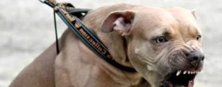 Orrore a Palmi, aggredito da un pitbull, quasi sbranato, gravi le ferite riportate