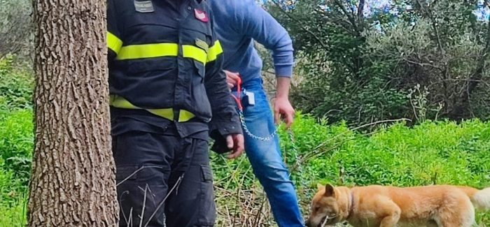 Catanzaro,  un branco di cinghiali  stava per sbranare un cane.  Salvato dai vigili del fuoco