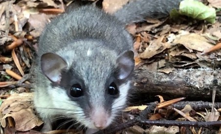 È online lo studio sulla presenza del “Driomio” nel Parco Nazionale dell’Aspromonte  I recenti studi effettuati nell'area protetta hanno permesso di dimostrare l’appartenenza del driomio dell’Italia meridionale a una specie distinta (Dryomys aspromontis)