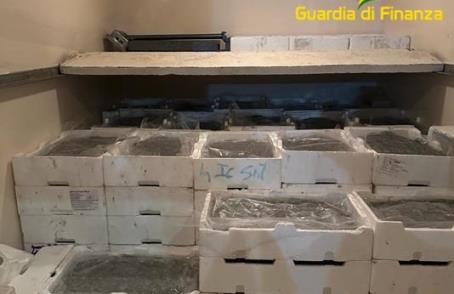 Pesca di frodo in Calabria. Sequestro di oltre 8 quintali di novellame e sanzioni per 50 mila euro Entrambe le operazioni sono state messe a segno nel corso delle ore serali, durante le quali il trasporto illecito di novellame risulta più agevole, attesa la scarsa visibilità