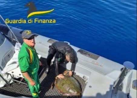 Salvata una tartaruga caretta caretta in difficoltà dalle Fiamme Gialle in Calabria Recuperata a bordo del gommone del Corpo, la tartaruga è stata poi trasportata nel porto di Vibo Valentia ed affidata alle cure del Veterinario dell’ASP della città e dei professionisti del Centro Recupero Tartarughe e Animali Marini