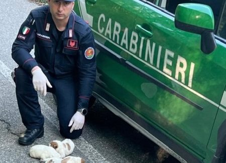 Salvati cinque cuccioli a San Giorgio Morgeto dai carabinieri forestali strappati a morte certa I militari udivano guaiti provenire da una scarpata, adiacente la strada provinciale ed inequivocabilmente riconducibili alla presenza di cuccioli