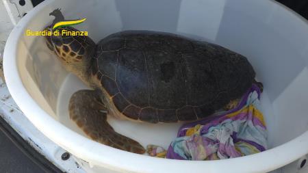 Polizia del mare, salvaguardia delle specie marine protette in Calabria: “Ohana” torna a casa Inclusa nella convenzione CITES e nella Red List della International Union for the Conservation of Nature, la caretta caretta è considerata specie vulnerabile per il rischio estinzione e, l’intervento tempestivo dei finanzieri, ha così permesso di evitare conseguenze letali per l’animale, già fortemente debilitato