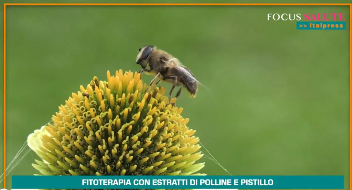 Fitoterapia con polline e pistillo,20 anni di studi dimostrano efficacia