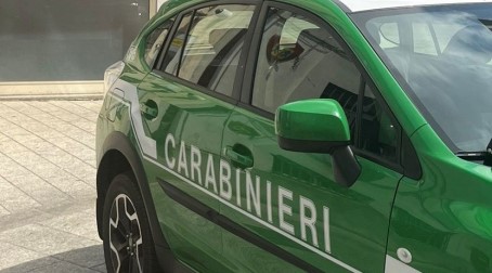 Controllo dei Carabinieri forestali a Bagaladi, Molochio e Oppido Mamertina, denunce e sequestri Prosegue incessante l’opera di contrasto ai reati ambientali, volta al perseguimento del rispetto normativo nel territorio del Parco Nazionale d’Aspromonte