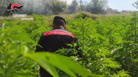 Operazione dei carabinieri nel Reggino. Rivenute quattro piantagioni di marijuana, potevano produrre 500 mila dosi Grazie alla visione dall’alto, infatti, i militari sono stati in grado di individuare le piantagioni, tutte rinvenute in aree rurali, completamente nascoste alla vista e con un sistema di irrigazione ottenuto tramite due metodi diversi