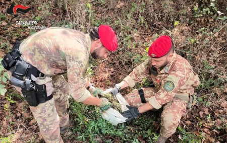 Operazione antidroga nel Reggino, scoperte due piantagioni, in manette marito e moglie Queste piantagioni, oculatamente celate tra la fitta vegetazione, erano destinate alla produzione di sostanze stupefacenti e avrebbero potuto rifornire il circuito illegale dello spaccio su larga scala