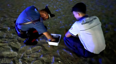 Si schiudono in massa 59 tartarughe marine sulla spiaggia della Tonnara di Palmi Carabinieri e Capitaneria di porto presenti per tutelare i piccoli rettili