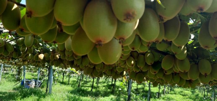 La Piana di Gioia Tauro ed i Kiwi, l’agricoltura e’ il settore economico trainante del territorio che aumenta il reddito pro-capite E se non ci fosse il Kiwi?