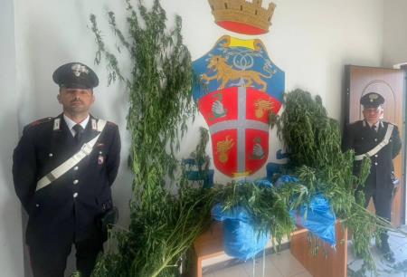 Scoperta piantagione di canapa indiana, 3 arresti in Calabria In una località impervia montana, una piantagione di canapa indiana con un’estensione di circa 250 mq costituita da circa 80 piante dell’altezza variabile dai 150 ai 300 centimetri, già pronte per essere raccolte