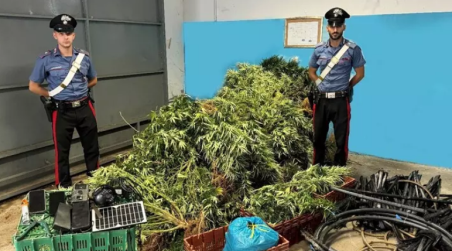 Sorpresi mentre estirpano piante di marijuana vicino ad alcune abitazioni in Calabria, tre arresti I carabinieri hanno sequestrato in tutto 70 piante, alte in media un metro e mezzo, oltre a vari attrezzi utilizzati per gestire la coltivazione