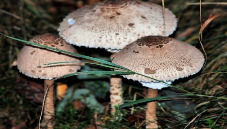 L’allarme dell’Asp. In Calabria c’è una nuova specie di funghi altamente tossica Si sta diffondendo nelle aree del litorale Ionico e Tirrenico (Gizzeria, Lamezia Terme, Vibo, Reggio, Polistena, Roccella Ionica, Sellia Marina, Catanzaro, Belvedere Marittimo)