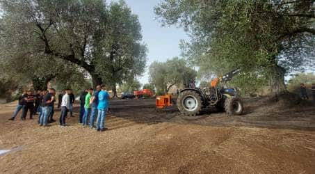 Gli studenti dell’Istituto Tecnico Agrario (Einaudi-Alvaro di Palmi) impegnati nella raccolta delle olive: un’esperienza di apprendimento sul campo In particolare, il professor Rosario Previtera, Responsabile dell'Azienda Agraria, ha curato l’attività didattica, coordinando i ragazzi nello svolgimento della stessa, coadiuvato dai professori Colosi, Falbo e Folino