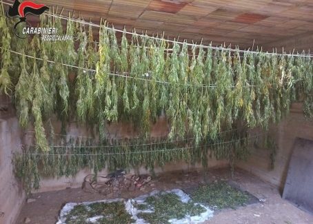 Operazione antidroga nel Reggino, scoperte centinaia di pinte di cannabis in un casolare abbandonato Il pronto intervento ha consentito di bloccare sul nascere l’immissione di un’ingente quantità di droga nel mercato illegale, una minaccia costante per la comunità