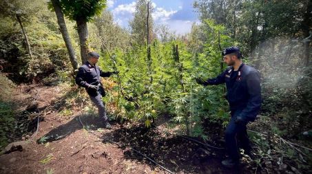 Oltre 2000 piante di marijuana in aree demaniali in Calabria che sul mercato avrebbero fruttato 2 milioni e mezzo di euro Particolarmente curato anche l’impianto di irrigazione realizzato, del tipo a goccia con attivazione mediante temporizzatore elettronico