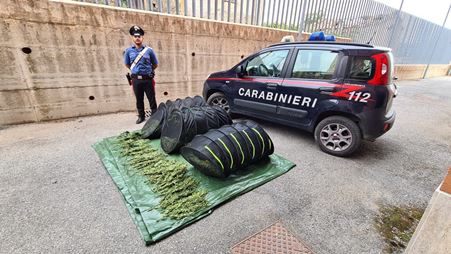 Nuovo sequestro di cannabis indica: Carabinieri in azione contro il traffico di droga in Calabria Sul mercato, tale quantità avrebbe fruttato circa 60 mila euro