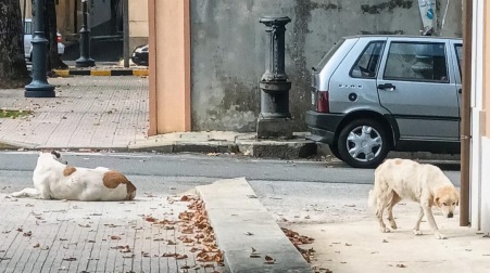 Cittanova, prosegue l’azione di contrasto al fenomeno del randagismo, una situazione complicata che desta preoccupazione Ancora in questo inizio di settimana, l’attività del Settore Vigilanza dell’Ente ha consentito di catturare numerosi cani presenti in alcune aree del perimetro urbano ridando serenità ai residenti e, agli animali, opportune cure e la possibilità di un affidamento