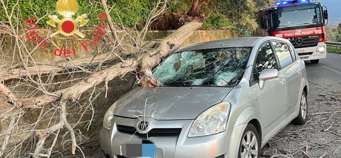 Gizzeria, un albero finisce su un auto Feriti i conducente dell'auto 