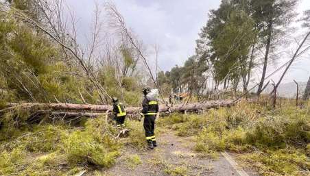 Situazione maltempo in Calabria, oltre 420 interventi da parte dei Vigili del fuoco Un albero è caduto su autovettura in transito con tre occupanti a bordo (una famiglia), fortunatamente nessun ferito