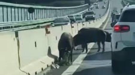 Maiali in “libertà di circolazione” lungo la Statale 106 sul raccordo autostradale a Reggio Calabria Auto ferme e rallentamenti in corso